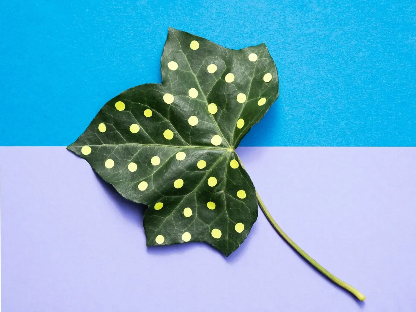 Weitaufnahme eines bemalten Blattes auf pinkem Hintergrund in Draufsicht.